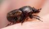 Onthophagus similis